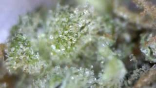 Sour Pineapple - Micro Video - ROOR Bong Hits