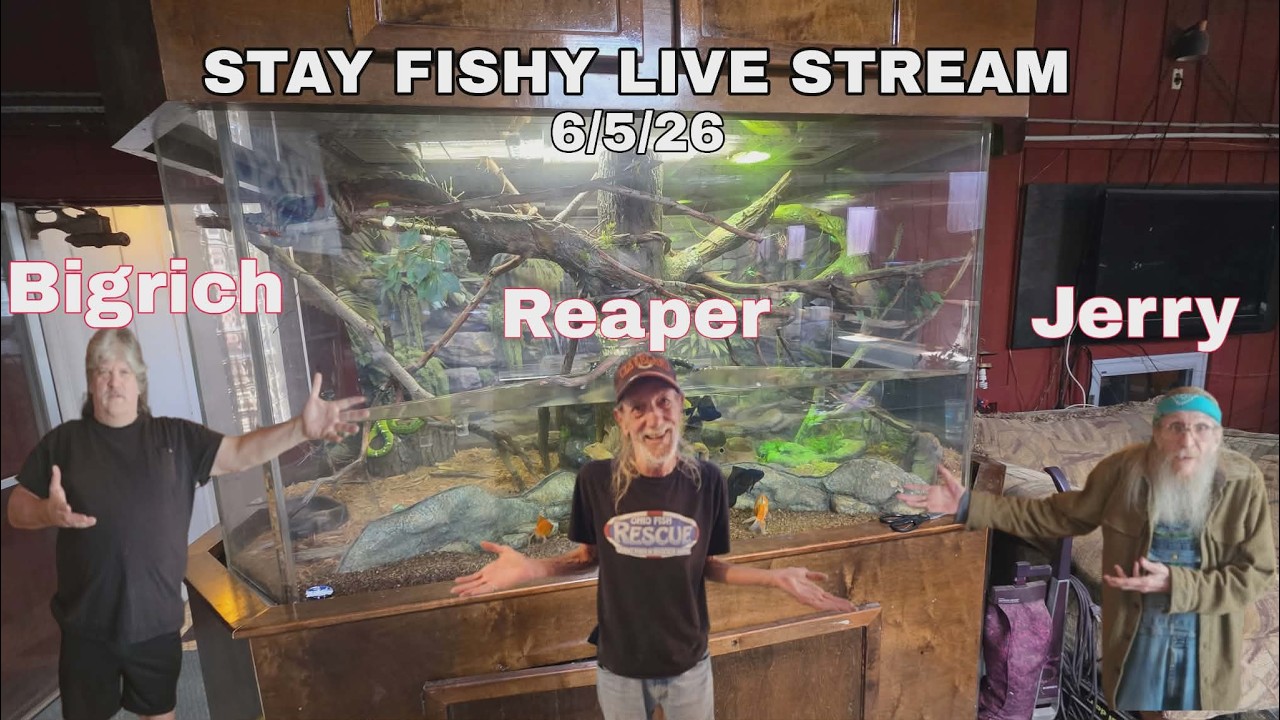 6/5/26 stay fishy livestream