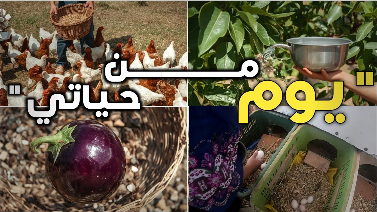 العودة إلى الجذور: حياة البادية بين الدواجن والأشجار 🌳🐔