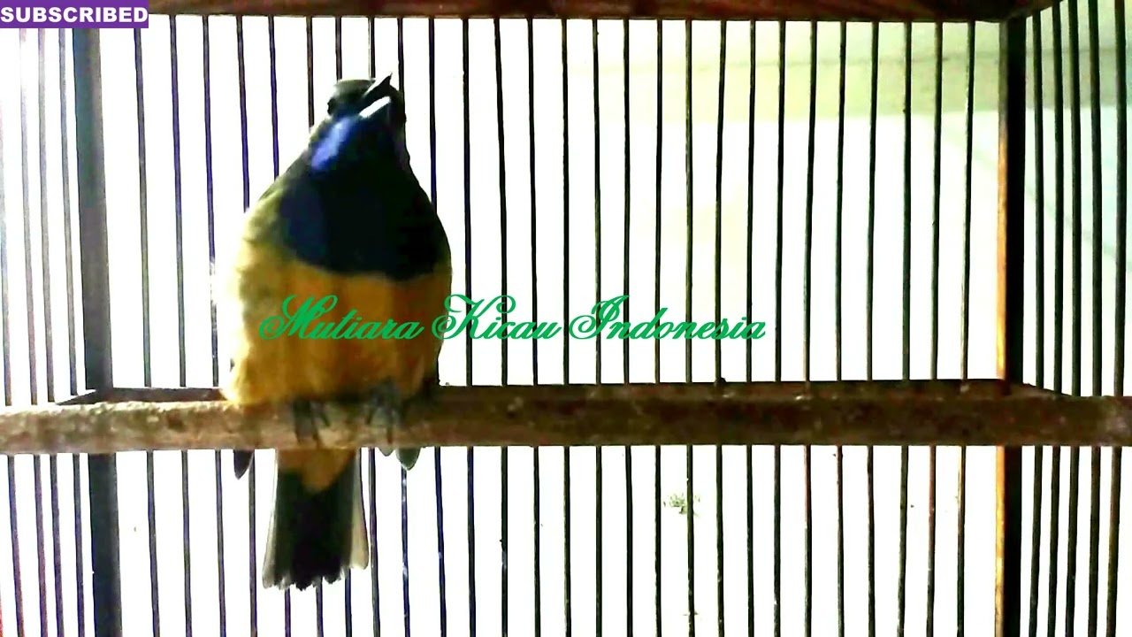 Cucak Cungkok Tembakan Istimewa Super Pedas + Jeritan KUNTILANAK DLL for Murai Kacer C.ijo Cendet