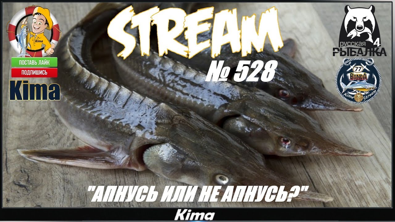 🔴"АПНУСЬ ИЛИ НЕ АПНУСЬ?" - RF4/РР4 - № 528 ▶️ Kima STREAM - BANDA 77🌍