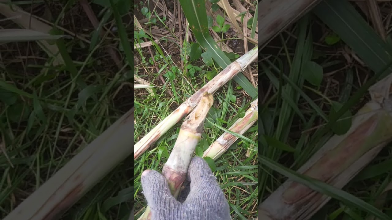 Perawatan tanaman tebu ketika dimakan hama tikus