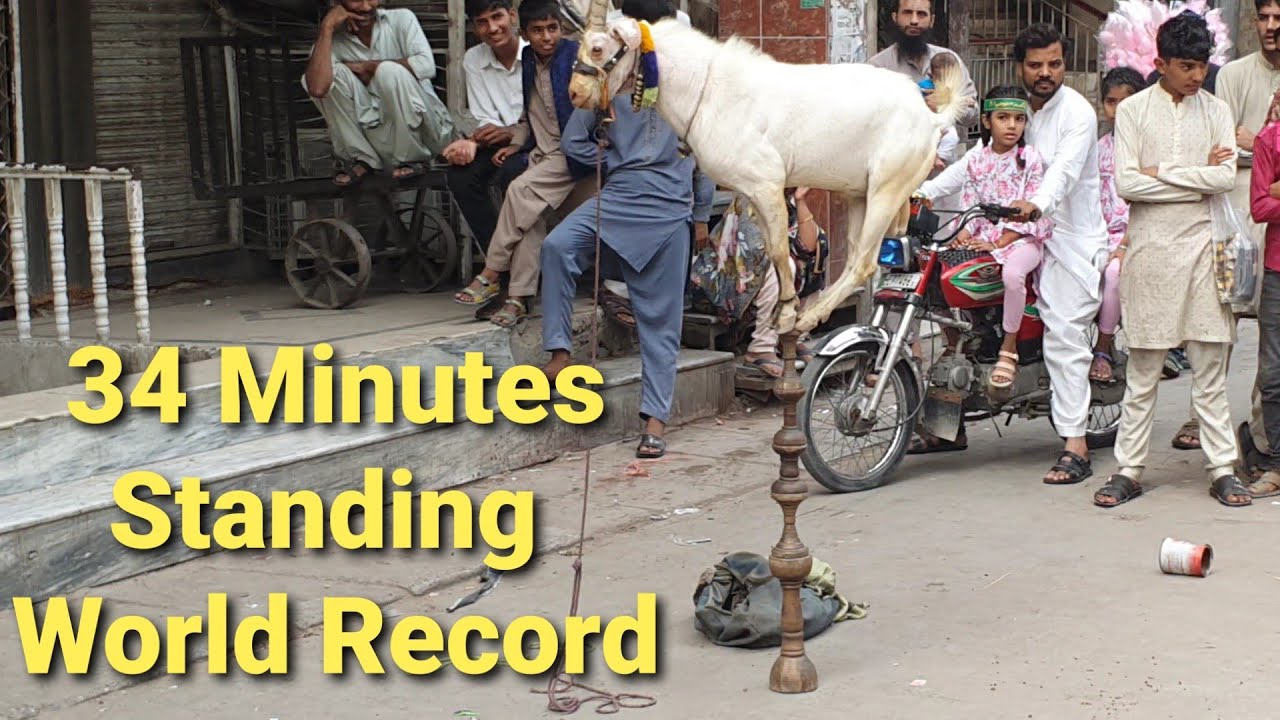 goat-standing-for-34-minutes-amazing-goat-standing-goat-skill-goat