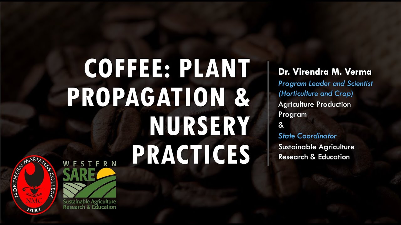 Coffee Plant Propagation and Nursery Practices YouTube