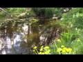 Build Your Own Wildlife Pond