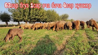 картинка: 70сар солукои элита 