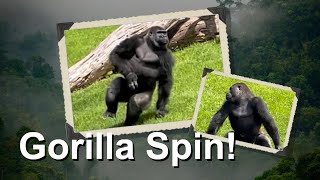 Gorilla puts a new “spin” on their game of tag!