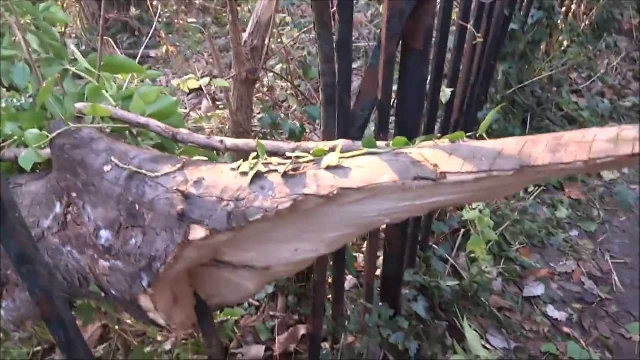 storm damage trees - YouTube