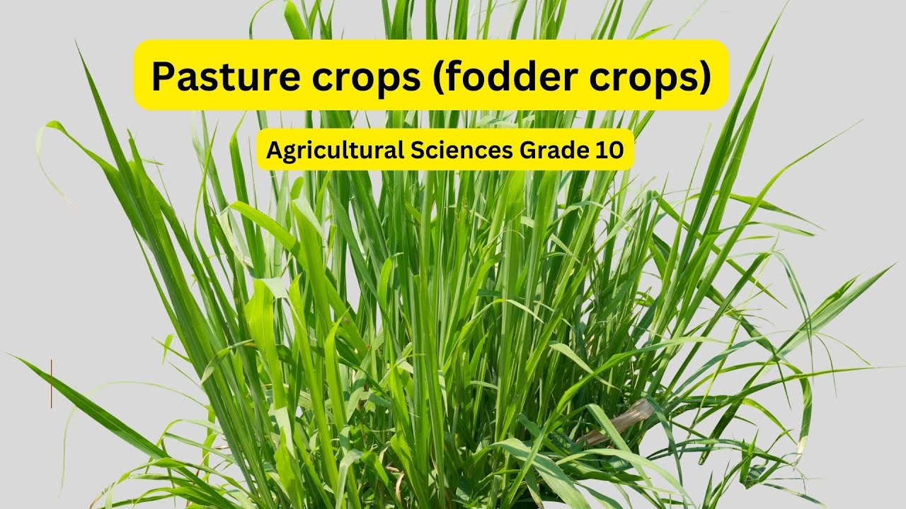 Agricultural Sciences grade 10: Pasture crops fodder crops