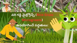 వరి గడ్డి మైక్రోగ్రీన్స్ ఉపయోగించే పద్ధతులు #RiceGrassMicrogreens #microgreens #naturesgift