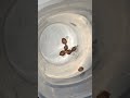How to germinate cannabis seeds with water soaking method (Lola's Psychosis) by Cavs snake oil