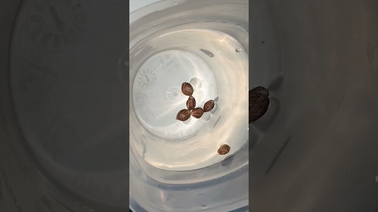 How to germinate cannabis seeds with water soaking method (Lola's Psychosis) by Carson snake oil