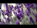 Swaying Lavender Flowers &amp; Deeply Relaxing Ambient Music 🌿 Aesthetic Nature