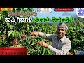 COFFEEYA KAMPU | PRUNING MANAGEMENT OF COFFEE PLANTS | DR. NAGARAJ GOKAVI