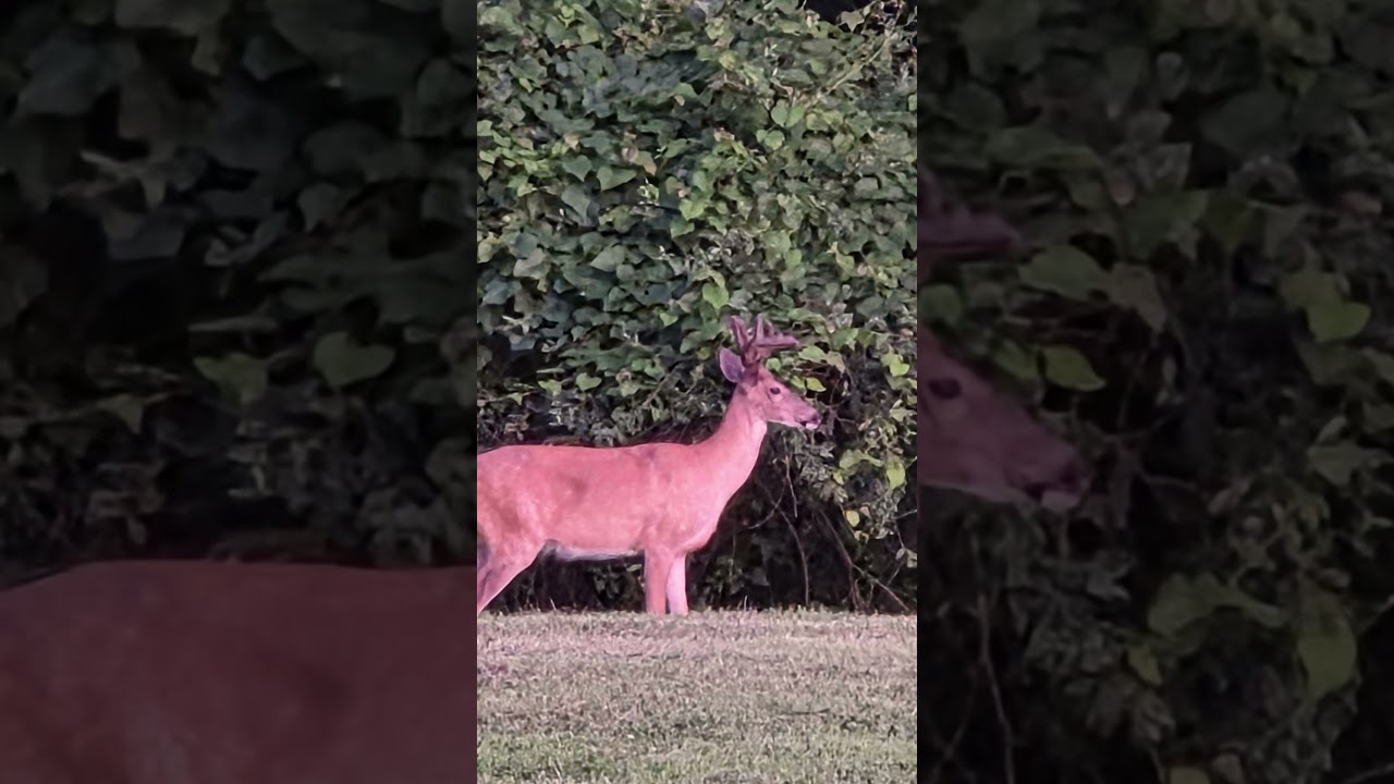 Whitetail deer! - YouTube