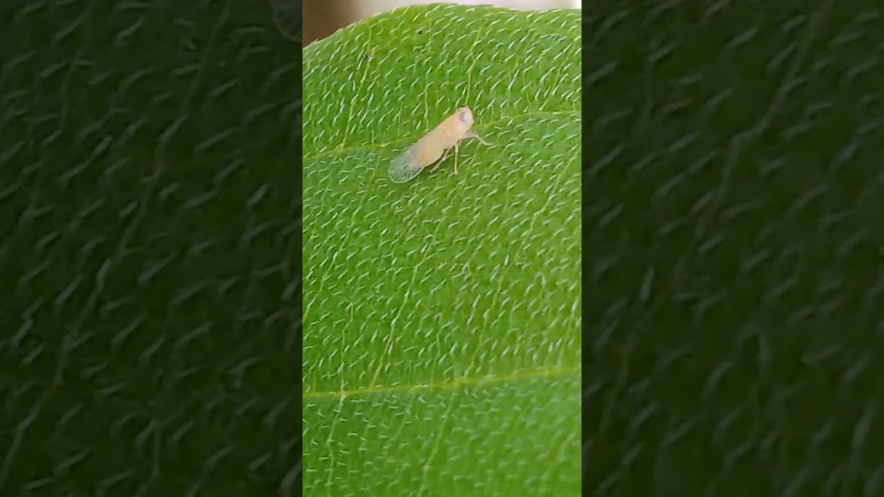 Salta hojas de las palmas de la familia Cixiidae (Haplaxius crudus)