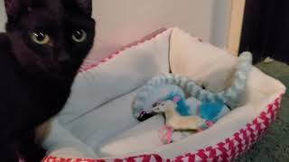 Real Reviews YS new cat kitty bed. Cats reaction to a new bed too cute. Walmart Pet Bed review Cats by RealReviews YS 22 views 4 years ago 4 minutes