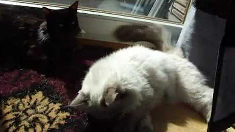 Watch the video about Lazy sunny afternoon cats (R.I.P. neva kitty)