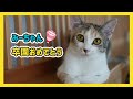 🔴【にこりら】みーちゃん卒園おめでとうライブ💐