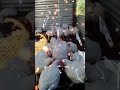 Broiler vs Kuroiler Chickens in Zambia | Which is More Profitable?