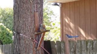 Blu Jay vs Squirrel