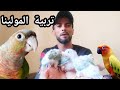 كل ماتريد معرفته عن تربية فراخ ببغاء المولينا للمبتدئين فرجة ممتعة Conuor 