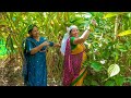  subscriber       picking fresh pepper at our subscriber estate