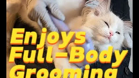 Watch the video about 83-day-old adorable and affectionate Joy, a Blue Bicolor Ragdoll kitten, enjoys a full-body grooming