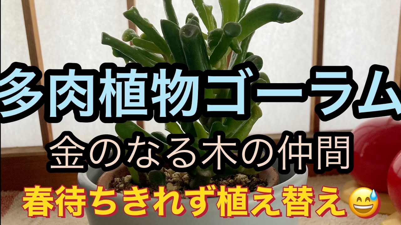 多肉植物🌵ゴーラム 春待ちきれず植え替え😅 ＃金のなる木の仲間