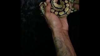 The Belly of a Mandarin Ball Python