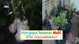 Download Lagu Mengapa Tanaman Mati Bila Dipindahkan? MP3