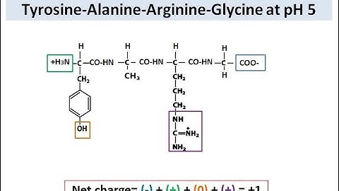 How to calculate the charge of a peptide chain