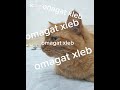 omagat xleb? #music #cat