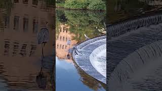 Who's the Boss at the Fish Ladder?