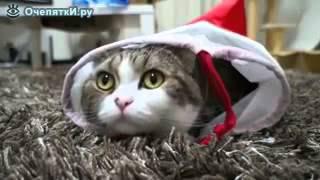 Жизнь кота Мару Жизнь кота Мару