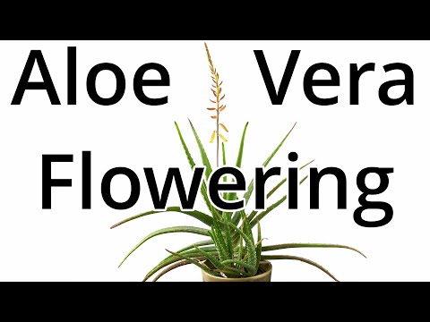 וִידֵאוֹ: Does Aloe Vera Bloom: How To Get Flowers On Plants Aloe