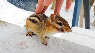 Chipmunk Chucky Coming Back From Winter Sleep