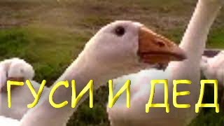Говорящие гуси. Прикол. Юмор. Говорящие гуси. Прикол. Юмор.
