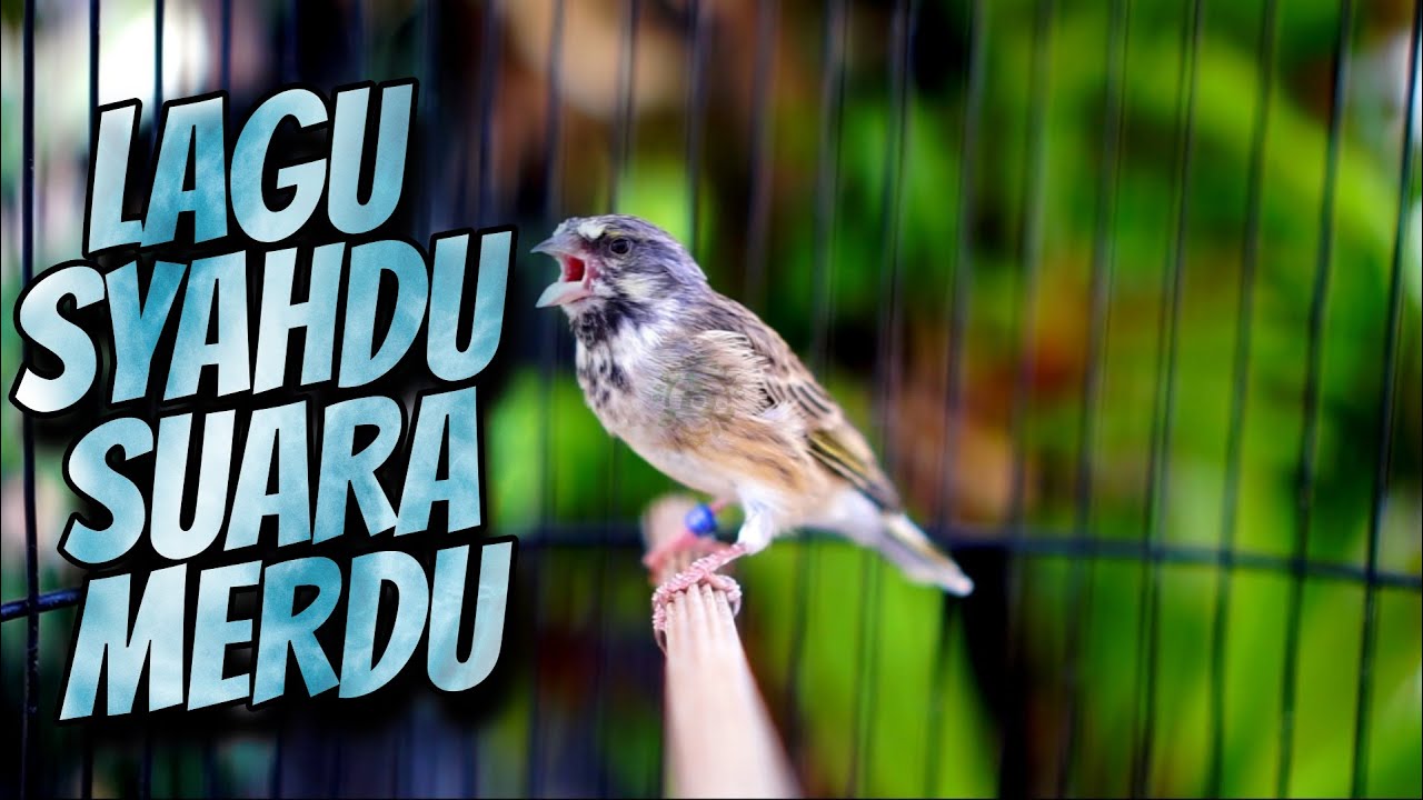 BLACKTHROAT GACOR SUARA JERNIH MASTERAN MEWAH KENARI PAUD BELAJAR BUNYI