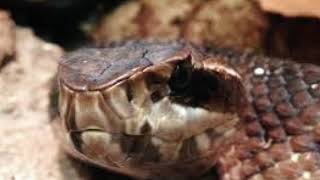 Incredibly Creepy Facts About the Cottonmouth Snake