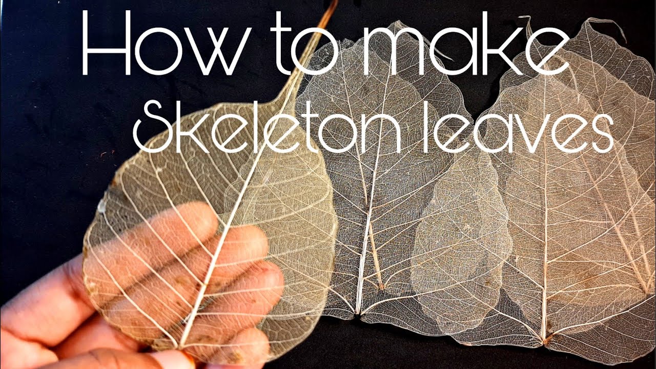 How to make skeleton  leaf  / peepal leaf skeleton only using water