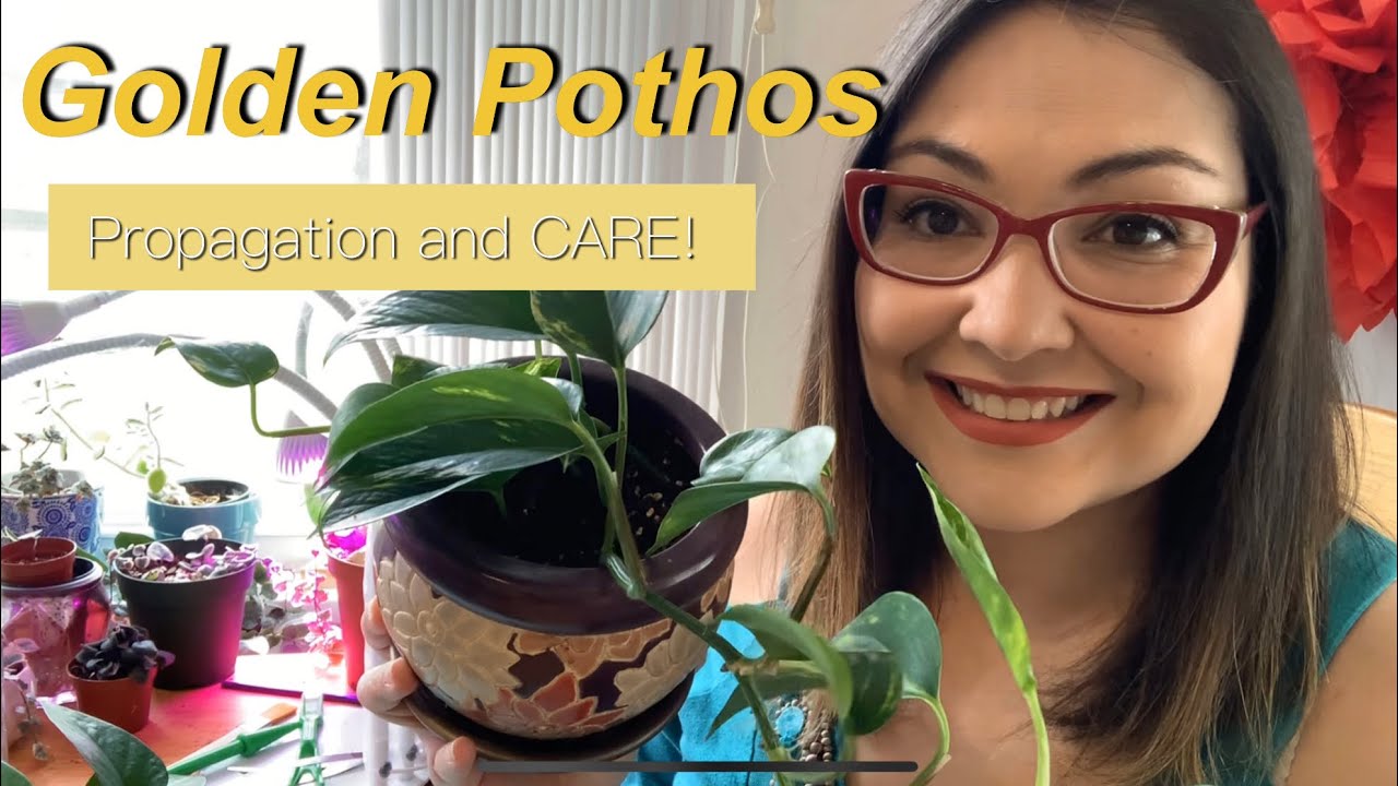 Golden Pothos Propagation and Care! 