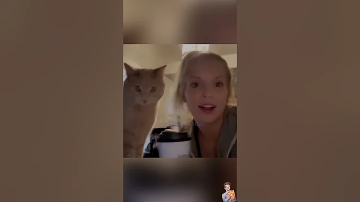 Video 11687191: cat collection, cat entertainment, funny cat