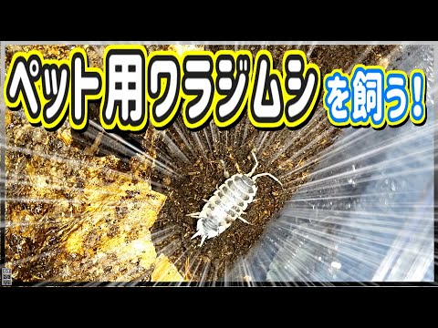 ペット用のワラジムシ飼育を開始します!【ダルメシアンワラジムシ・だんごむし・奇蟲・等脚目・昆虫飼育】