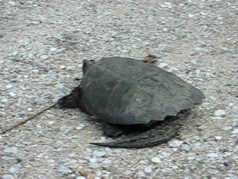 Snapping Turtle Snaps