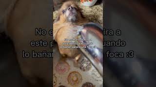 No Estés Triste , Mira Este Vídeo.