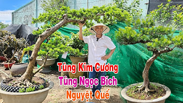 Tùng Kim Cương, Tùng Ngọc Bích, Nguyệt Quế 2/9 Lê Khải 0907.819719 | Giao lưu cây cảnh