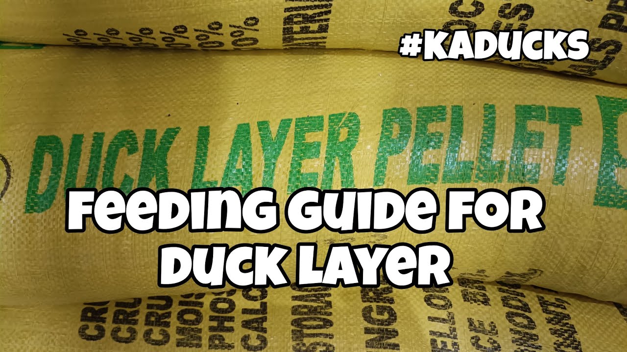 EP106 - FEEDING GUIDE FOR DUCK LAYER #Kaducks - YouTube