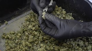 Bud Trimmers at Cedar Creek Cannabis
