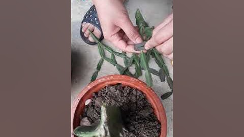 Cách ghép lan càng cua vào thanh long